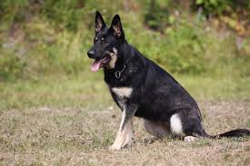 Maybe you would like to learn more about one of these? Sg Nessie Vom Patiala Ipo3 Kkl1 Rh2 Fl B Ipwda 160a Area And Advanced Cadaver