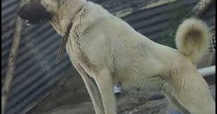 Kangal Kopek Aygul Kangal Kopegi Kopek Kopek Turleri