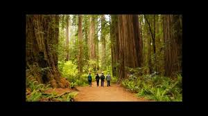 Check spelling or type a new query. Camping In The Redwoods Jedediah Smith Redwood State Park Youtube