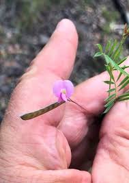 Image result for Tephrosia argyrolampra