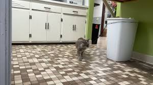 Maybe you would like to learn more about one of these? Village East Animal Hospital Home Facebook