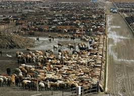 Feedlot Factory Farming Cattle Farm Life