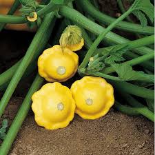 Maybe you would like to learn more about one of these? Squash Patty Pan Sunburst F1 A Leading Supplier Of Vegetable Seeds In Essex Uk Grow Your Own Vegetable Seeds Kingsseeds Com