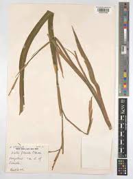 Image result for Dietes flavida