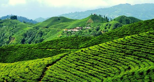 Ilam Tea Gardens