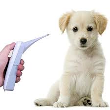 Digital Pet Thermometer For Cat Dog Cow Birds Horse Digital Vet Thermometer Monitor Animal Temperature Fastly Cf Switchable Pet Thermometer Cat Health Dog Cat