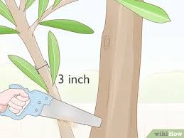 Olive trees can be grown in pots but it can be planted outside in the garden as well. How To Prune An Olive Tree 14 Steps With Pictures Wikihow