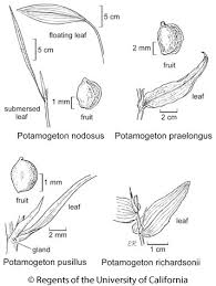 Image result for Potamogeton nodosus