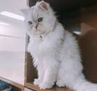 What Are The Differences Between a ... - Persian Cat Corner