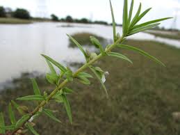Image result for Bacopa floribunda