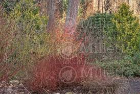 Bloodtwig dogwood, or cornus sanguinea 'midwinter fire', is a deciduous shrub that adds great visual interest to the garden in winter. Cornus Midwinter Fire Dogwood