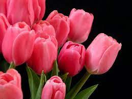 Hungary Holland Share Their National Flower Tulips Pretty Flowers Flowers Tulips Flowers