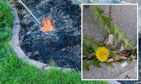 And it can also be a major ally in the war on weeds. Gardening Experts Share Fast Way To Kill Weeds But Warn Some Weeds Are More Resistant Express Co Uk