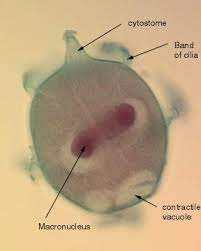 Their diet consists largely of paramecium, although they will also attack and consume other ciliates. Didinium Microbewiki