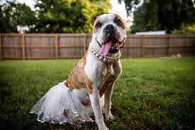 14,131 likes · 1,799 talking about this. Pets For Adoption At Austin Bulldog Rescue In Austin Tx Petfinder