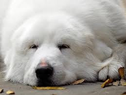 Created by icelandicorangutana community for 5 years. Is My Dog Fat Or At The Top Of His Weight Class Petfinder