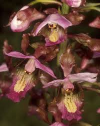 Image result for Eulophia horsfallii