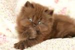 Persian Kittens For Sale by Reputable Breeders | Pets4You