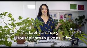 We did not find results for: Houseplants Choosing The Best Rhs Gardening
