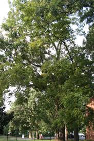 Image result for Juglandaceae