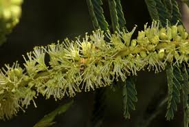 Image result for Entada abyssinica