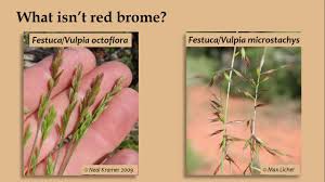 They are commonly known as bromes, brome grasses, cheat grasses or chess grasses. Garden Country Extension Biology Of Red Brome Grass Youtube