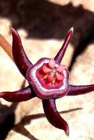 Image result for Duvalia