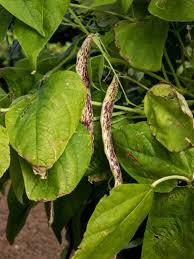 Yellow leaves on fruit trees. Yellow Leaves On Bean Plants Why Are Leaves On My Beans Turning Yellow