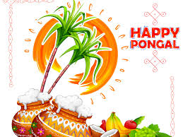 happy pongal 2019 images wishes quotes greetings cards pictures gifs and wallpapers times of india happy pongal 2019 images wishes
