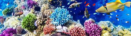 Mit einer länge von 2.300 kilometern erstreckt sich das great barrier reef von bundaberg in queensland bis zum nordöstlichen zipfel australiens. Great Barrier Reef Ist Das Riff In Australien Tot Urlaubsguru