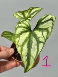 Image result for Cercestis congensis