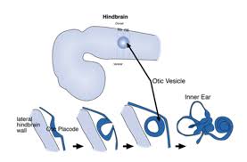 Your eustachian tube is located in the area known as parapharyngeal space. This Diagram Of Inner Ear Development Restofthefuckingowl