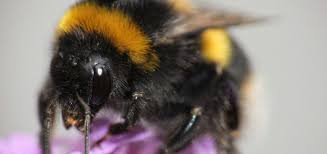 For the majority of its victims, a sting from a bumblebee can only cause localized swelling and itching. Do Bumble Bees Bite Beehivehero