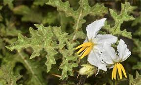 Image result for Solanum sisymbriifolium