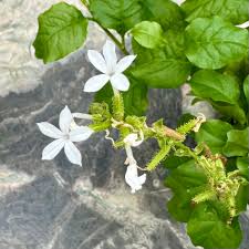 Image result for Plumbago zeylanica