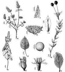 Image result for Cantinoa