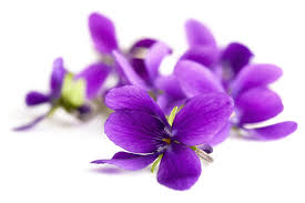 Our budtenders try all the new hotness that comes into the shop so that we can give honest reviews to in the last year, we smoked a lot of killer strains, and we do have favorites! Purple Flowers Of Hope Sojourners