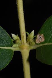 Image result for Tricalysia sp. E