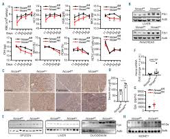Comparative activity analysis of tamoxifen derivatives for ert2 fusion protein modulation. Ncoa4 Maintains Murine Erythropoiesis Via Cell Autonomous And Non Autonomous Mechanisms Haematologica