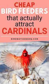 The 5 Best Bird Feeders For Cardinals That Work In 2021 Backyard Birds Feeders Best Bird Feeders Backyard Birds