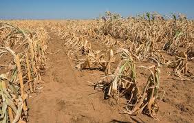 Farmers Seeing No Respite From South African Drought Ask For Aid Drought Weather And Climate African Countries