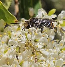 Image result for Lipotriche