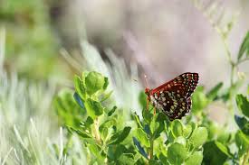 Image result for Commicarpus pilosus