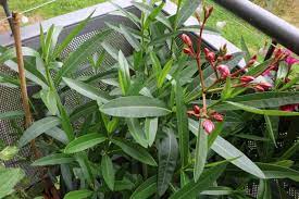 Im gartenlexikon finden sie mögliche ursachen sowie effektive gegenmaßnahmen. Oleander Nerium Oleander Pflanzen Pflege Und Schneiden