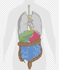 Human Body Liver Gastrointestinal Tract Anatomy Digestive System Heart Human Png Pngegg