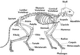 Structure and function of the haversian system explained with diagrams. Anatomy Getting To Know Your Cat S Body The Well Cat Book The Classic Comprehensive Handbook Of Cat Care Terri Mcginnis