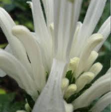 Image result for Justicia incana