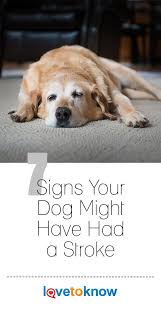 7 Signs Your Dog Might Have Had A Stroke Lovetoknow Dog Illnesses Dog Grooming Dogs