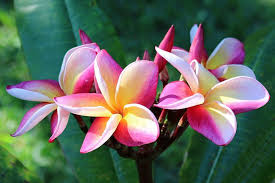 Plumeria Rubra Katie Moragne Plumeria Plumeria Flowers Frangipani