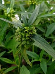 Image result for Leucas deflexa